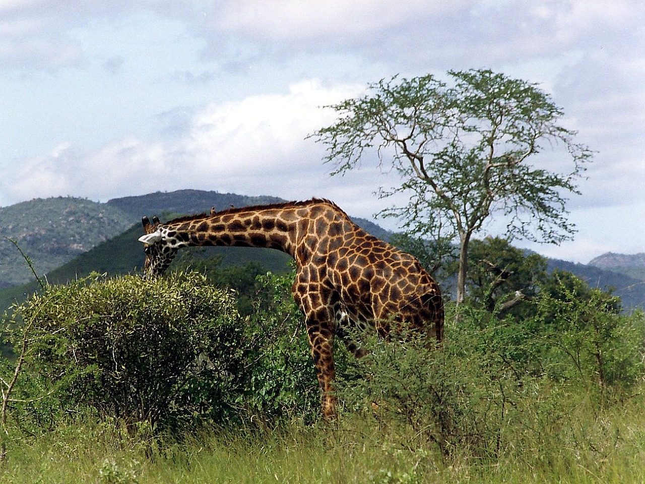 Laukinis Gyvūnas, Žinduolis, Žirafa, Retikuliuotas Žirafas, Žolė Stepė, Savana, Žolės, Afrika, Kenya, Ekvatorius