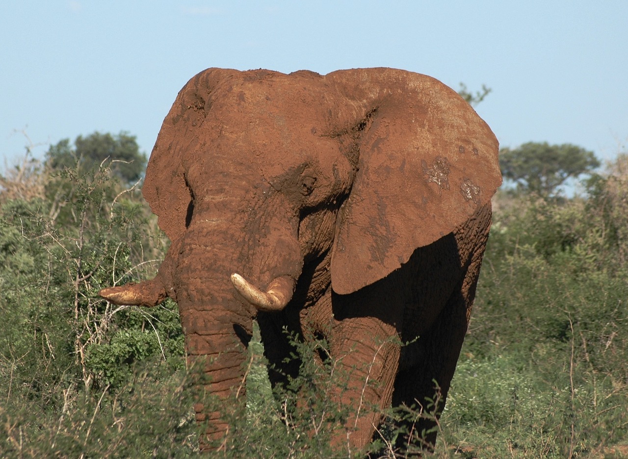 Laukinis Gyvūnas, Pietų Afrika, Dramblys, Madikwe, Safari, Afrika, Gyvūnai, Nemokamos Nuotraukos,  Nemokama Licenzija