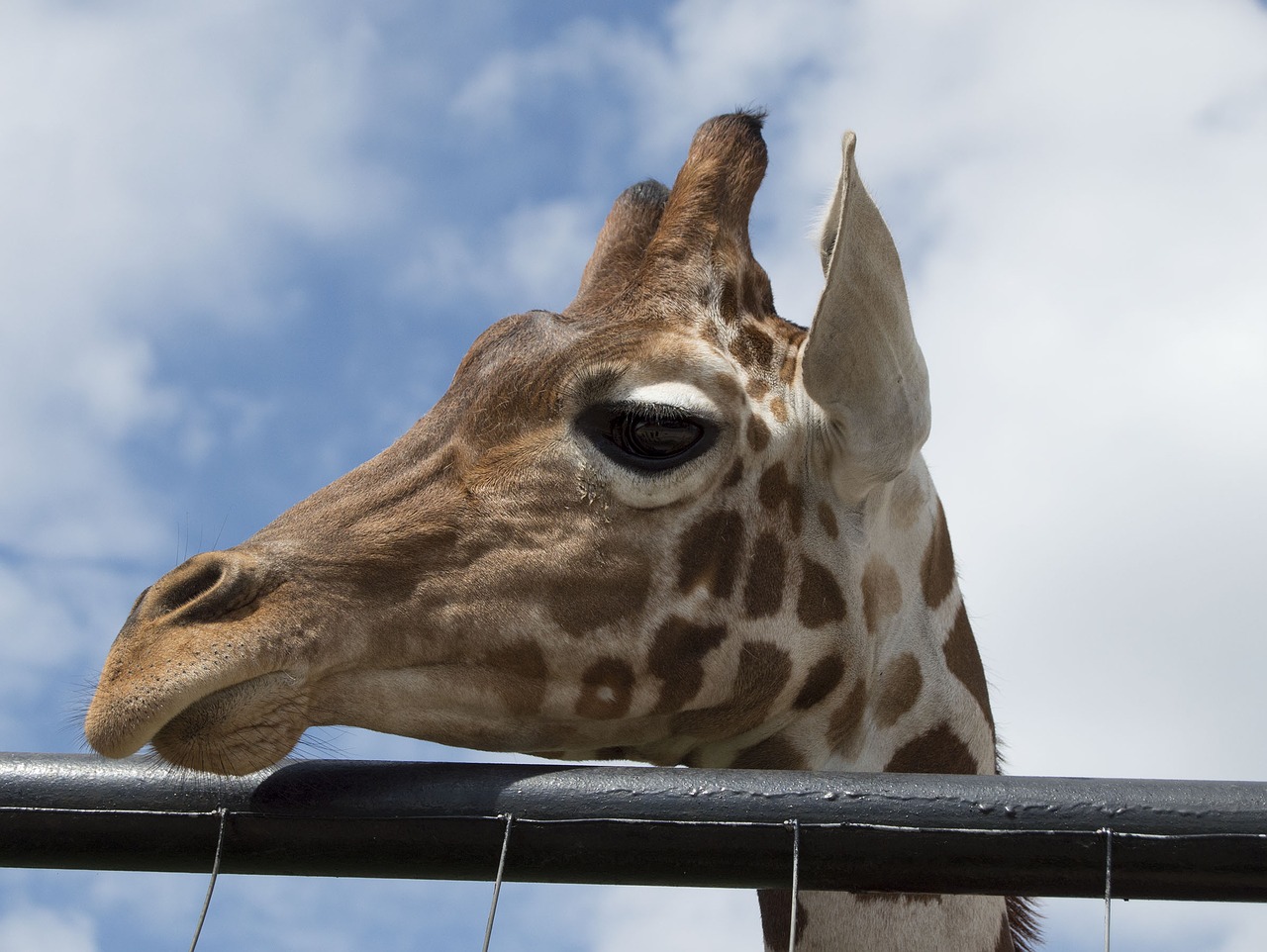 Laukinis Gyvūnas, Žirafa, Laukiniai, Zoologijos Sodas, Gamta, Laukinė Gamta, Gyvūnas, Safari, Nemokamos Nuotraukos,  Nemokama Licenzija