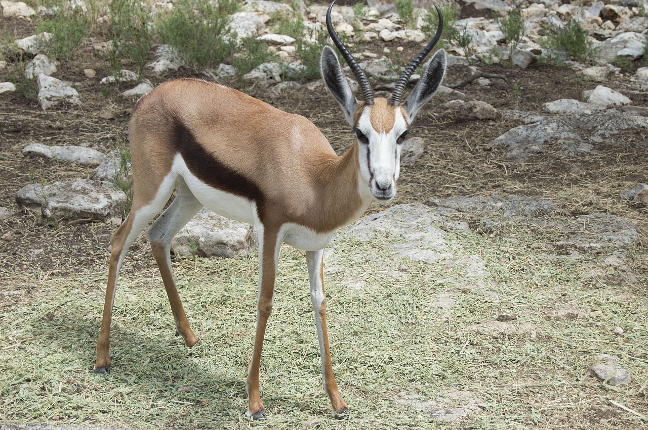 Laukinis Gyvūnas, Zoologijos Sodas, Laukiniai, Laukinė Gamta, Gyvūnas, Gamta, Safari, Nemokamos Nuotraukos,  Nemokama Licenzija