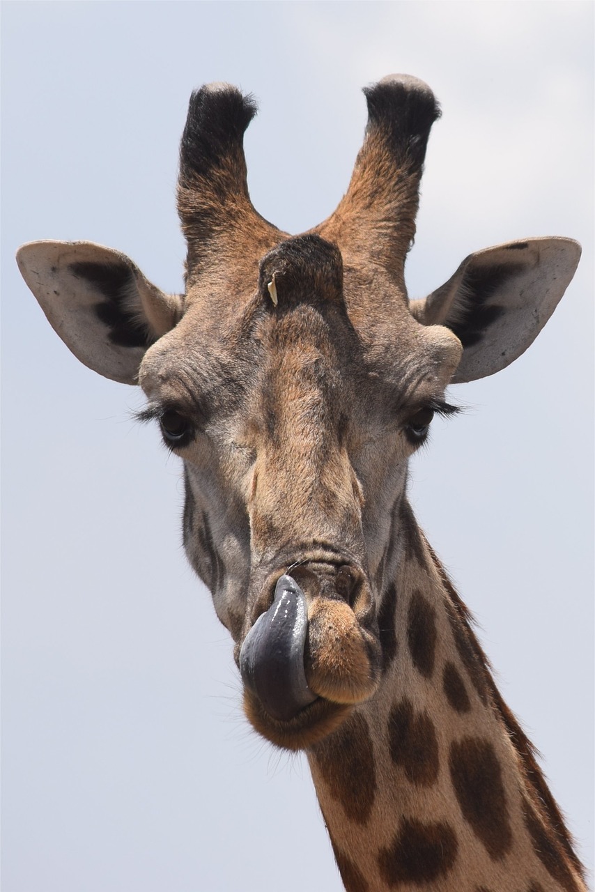 Laukiniai Gyvūnai, Afrika, Safari, Žirafa, Nemokamos Nuotraukos,  Nemokama Licenzija