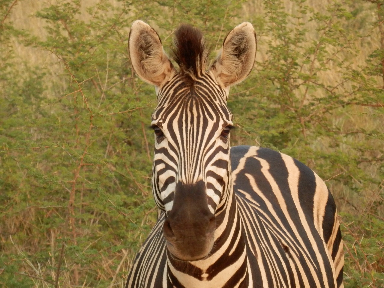 Laukiniai Gyvūnai, Afrika, Zebra, Afrikos, Gyvūnas, Laukiniai, Nemokamos Nuotraukos,  Nemokama Licenzija