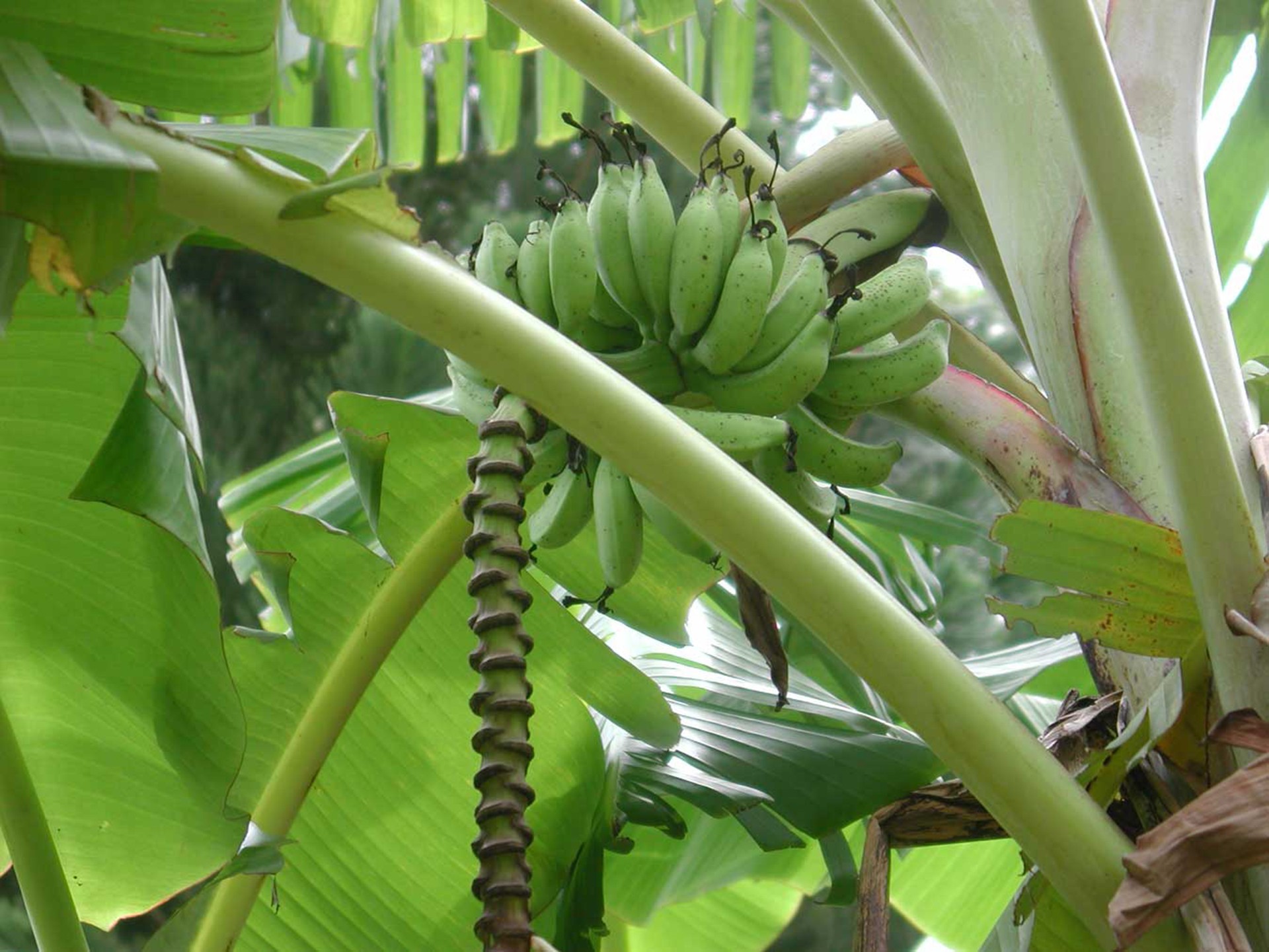 Bananas in the wild