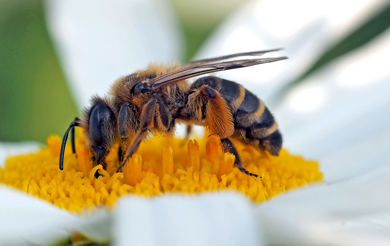 Vabzdys, Augalas, Gamta, Nemokamos Nuotraukos,  Nemokama Licenzija