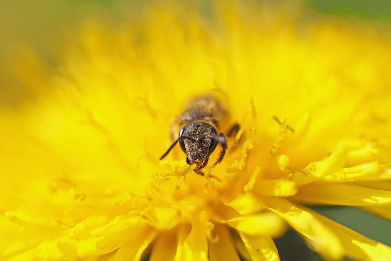 Vabzdys, Augalas, Gamta, Nemokamos Nuotraukos,  Nemokama Licenzija