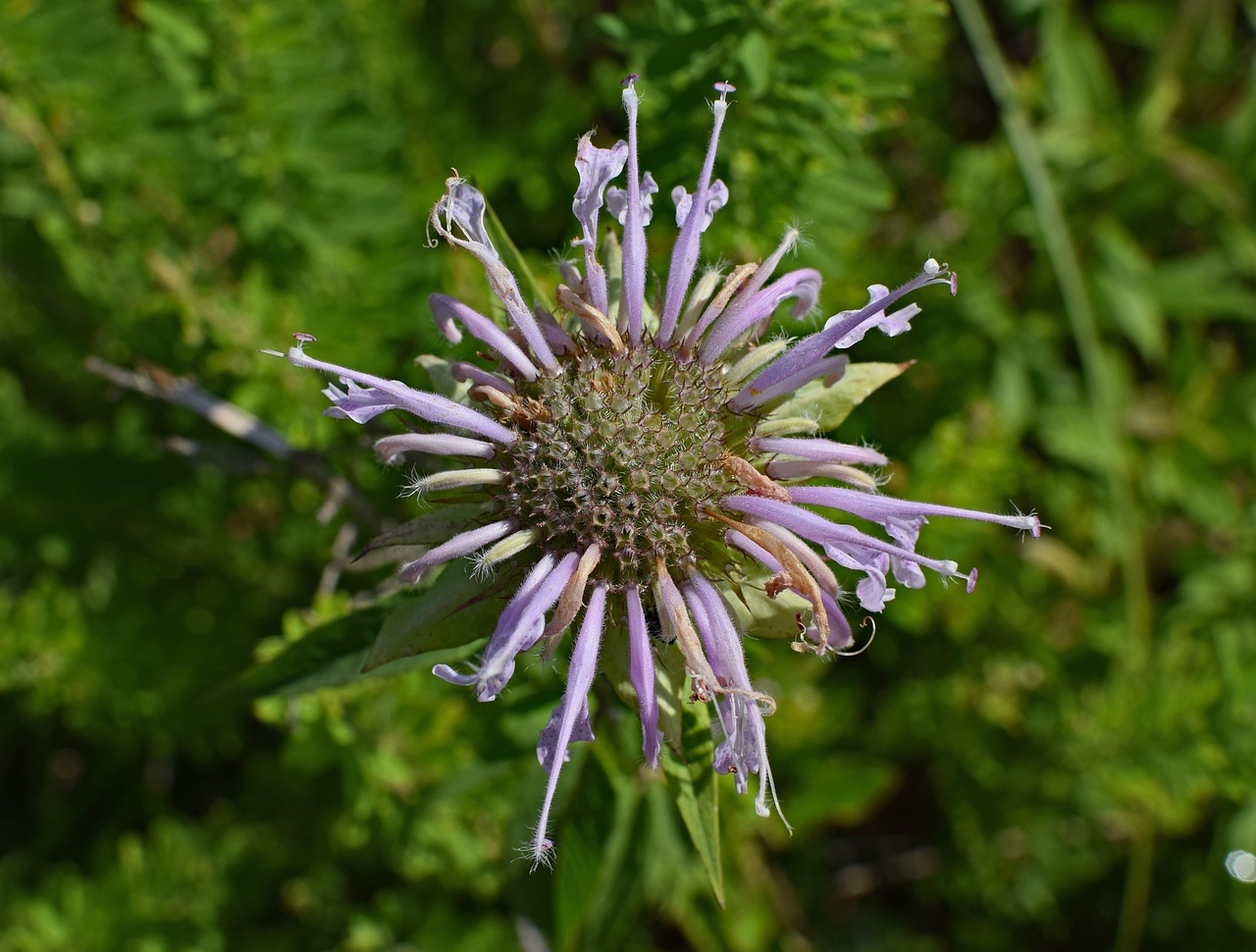 Laukinis Bergamotis, Wildflower, Gėlė, Žiedas, Žydėti, Augalas, Pieva, Gamta, Violetinė, Violetinė