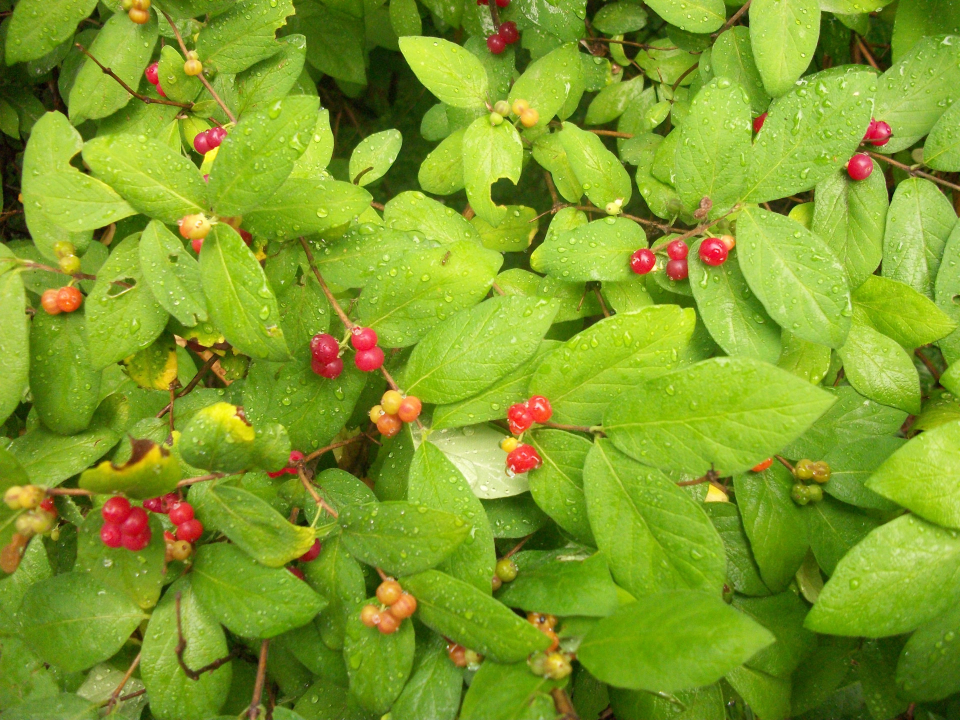 Wild berries. Перечные ягоды. Ягода Буш Дикая. Маскинг Дикие ягоды. Ягоды и листья дикого перчика.