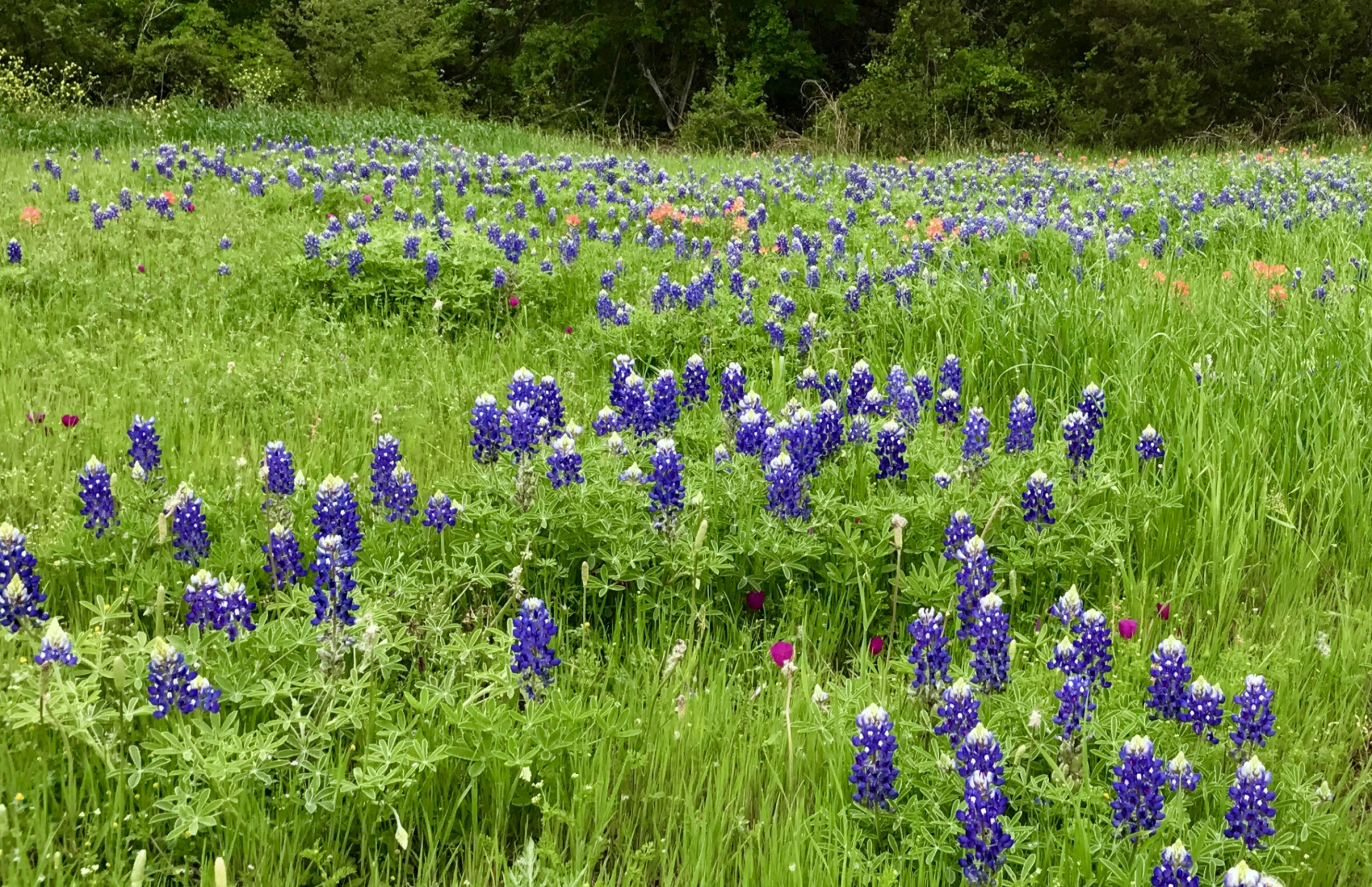Bluebonnets,  Laukinės Vasaros Spalvos,  Gėlė,  Texas,  Laukiniai Bluebonnets, Nemokamos Nuotraukos,  Nemokama Licenzija