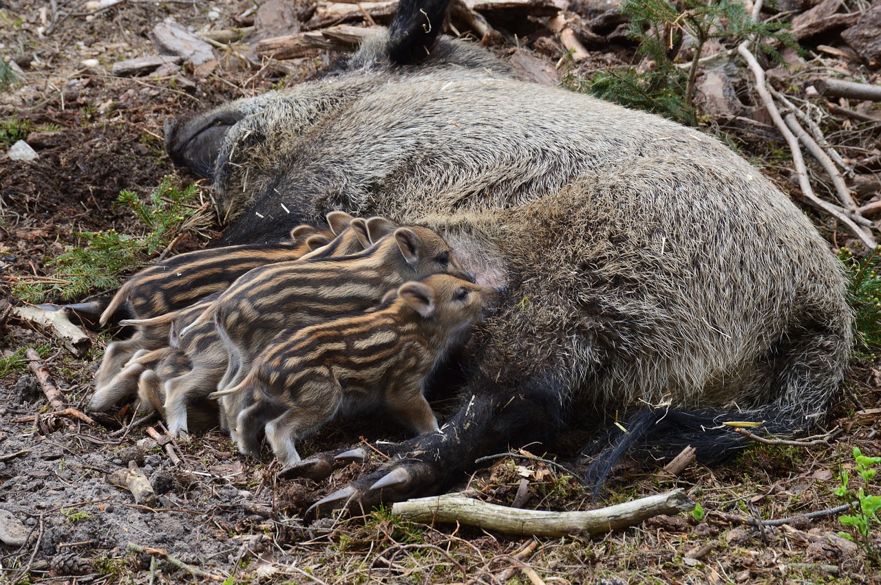 Šernas, Kalnas Laukinis, Paršelis, Gyvūnas, Snukis, Kiaulė, Brood, Kiaulės, Laukiniai, Critters