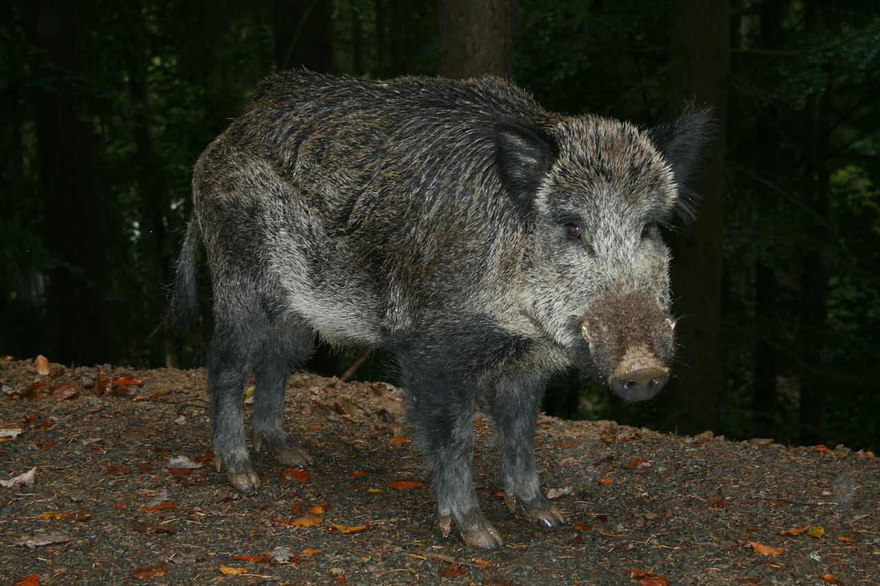 Šernas, Žinduolis, Miško Ir Miško Gyventojas, Kiaulė, Nemokamos Nuotraukos,  Nemokama Licenzija