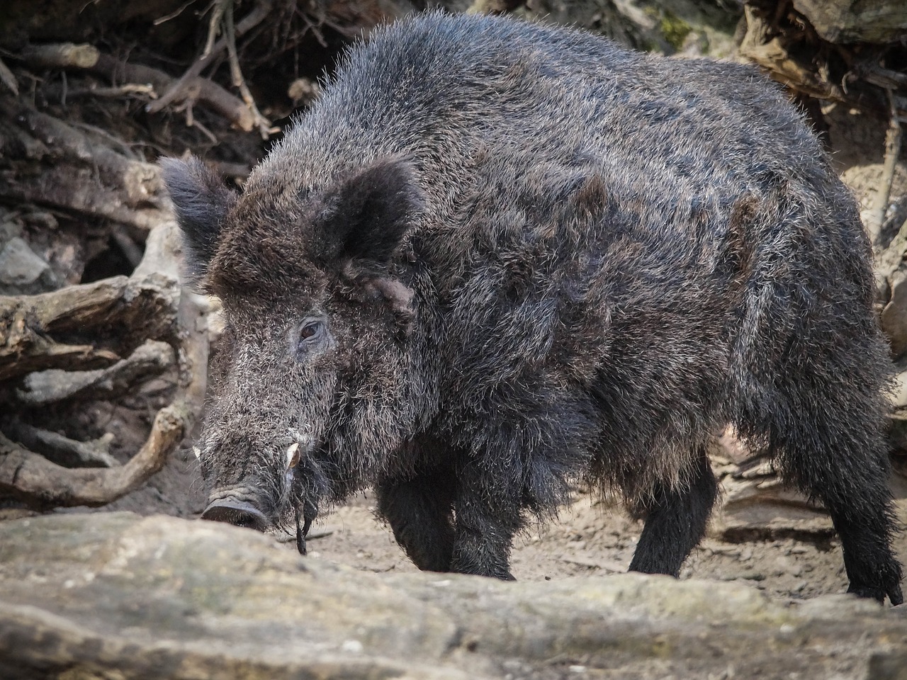 Šernas, Zoologijos Sodas, Gamta, Gyvūnas, Fauna, Laukinis Gyvūnas, Naminis Gyvūnėlis, Gyvūnai, Nemokamos Nuotraukos,  Nemokama Licenzija