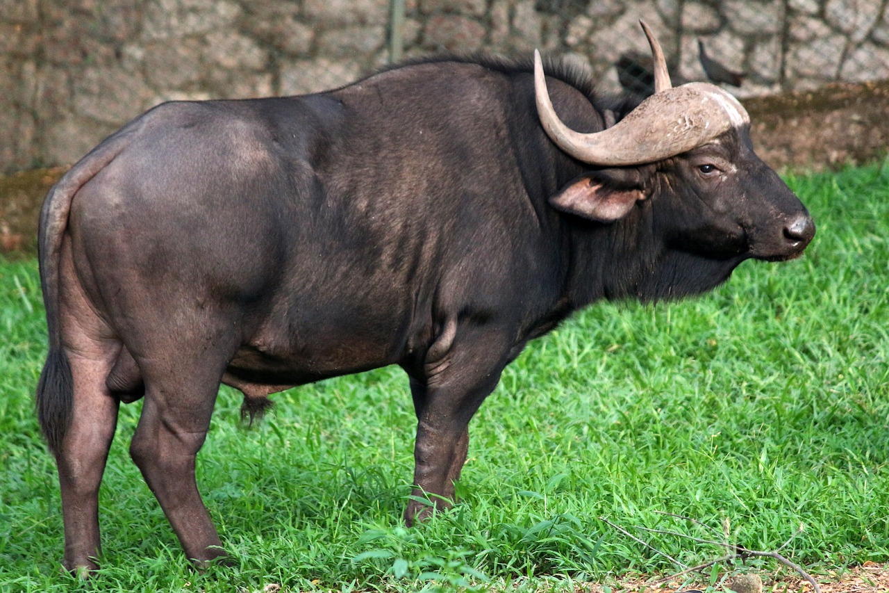 Laukiniai Buivolai, Gaur, Buivolai, Laukiniai, Laukinė Gamta, Gyvūnas, Bulius, Didelis, Miškas, Zoologijos Sodas