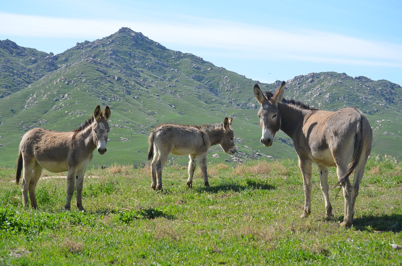 Laukinių Burros,  Kalnų Ganyklos,  Žinduolis,  Gyvūnas,  Hayfield,  Žolė,  Gamta, Nemokamos Nuotraukos,  Nemokama Licenzija