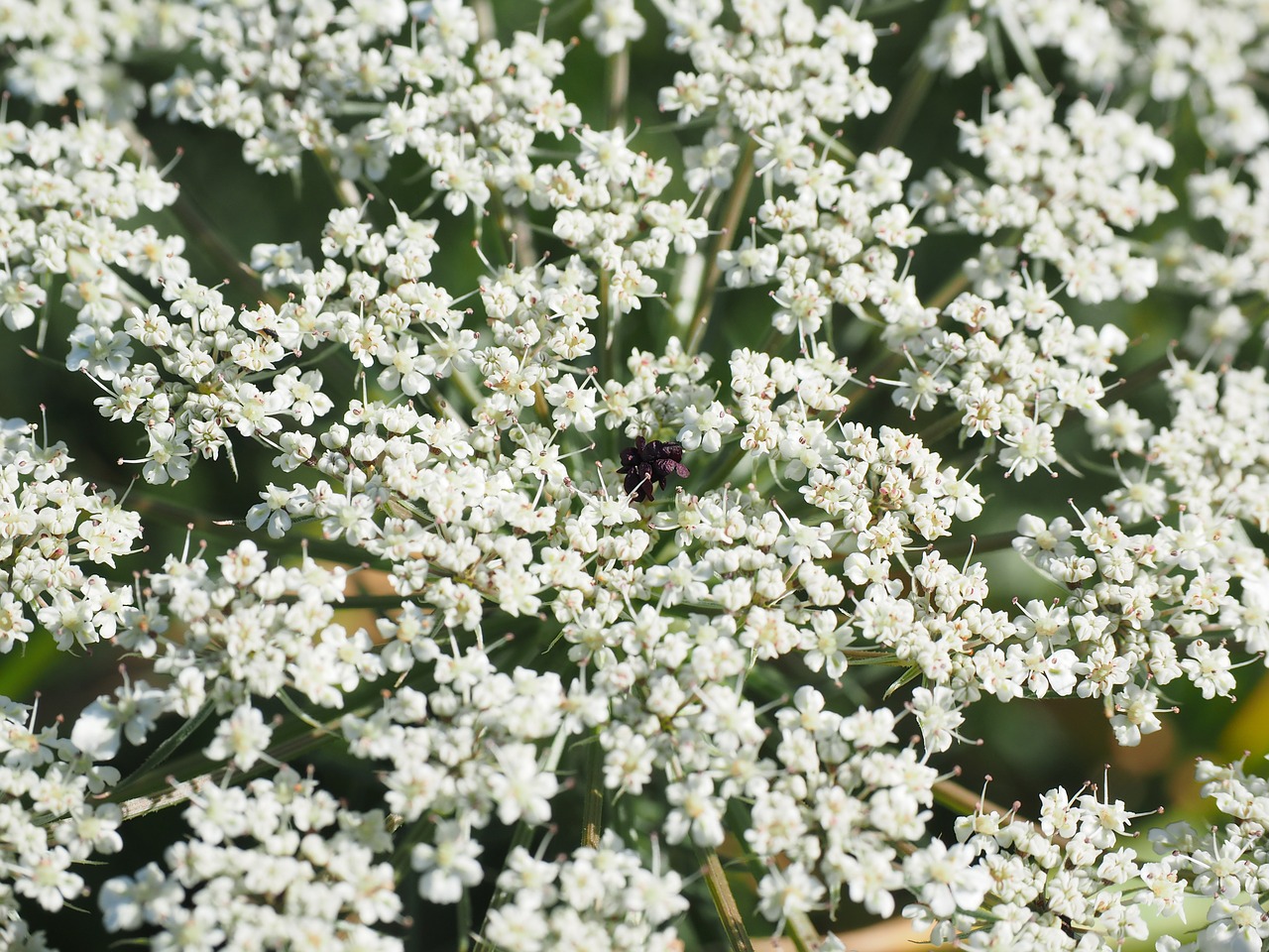 Laukiniai Morkos, Gėlių Umbel, Žiedas, Žydėti, Rožinis, Balta, Daucus Carota, Umbelliferae, Apiaceae, Sodo Augalas