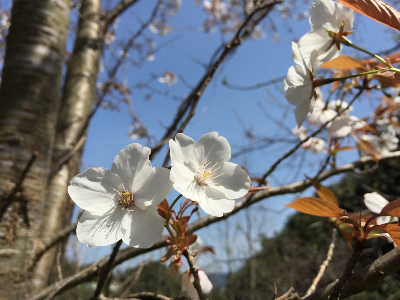 Laukinės Vyšnios,  Vyšnia,  Pavasario Gėlės,  Prunus Jamasakura, Nemokamos Nuotraukos,  Nemokama Licenzija