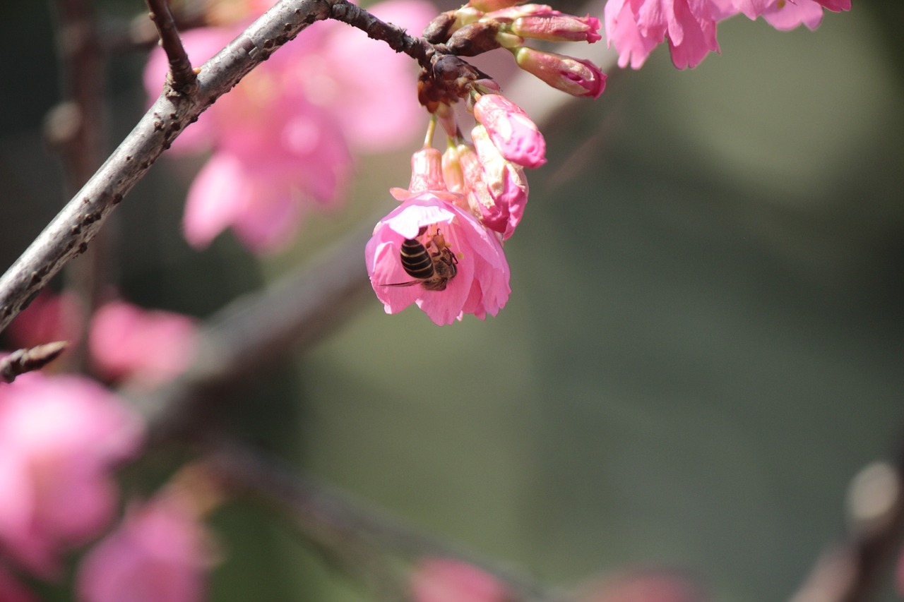 Laukiniai Vyšnios Žiedlapiai, Hua Xie, Bitės Renka Nektarą, Nemokamos Nuotraukos,  Nemokama Licenzija
