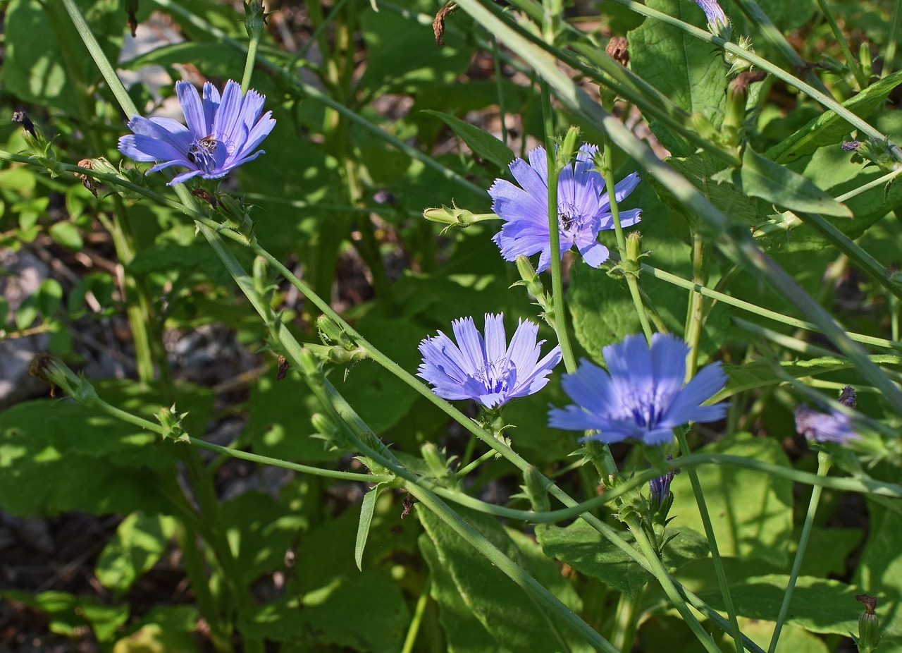 Laukinė Trūkažolė, Gėlė, Žiedas, Žydėti, Wildflower, Augalas, Medicinos, Kulinarijos, Gamta, Mėlynas