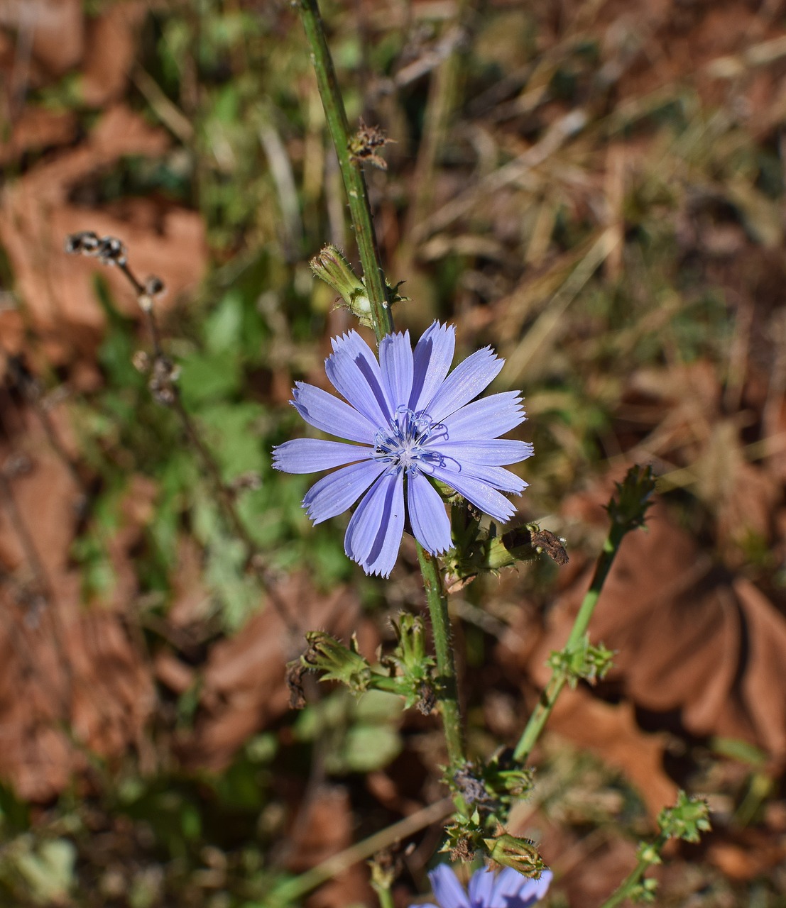 Laukinė Trūkažolė, Gėlė, Žiedas, Žydėti, Wildflower, Augalas, Medicinos, Kulinarijos, Gamta, Mėlynas