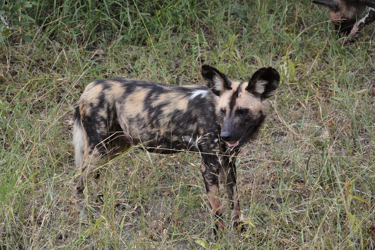 Laukinis Šuo, Afrika, Plėšrūnas, Žolė, Nemokamos Nuotraukos,  Nemokama Licenzija