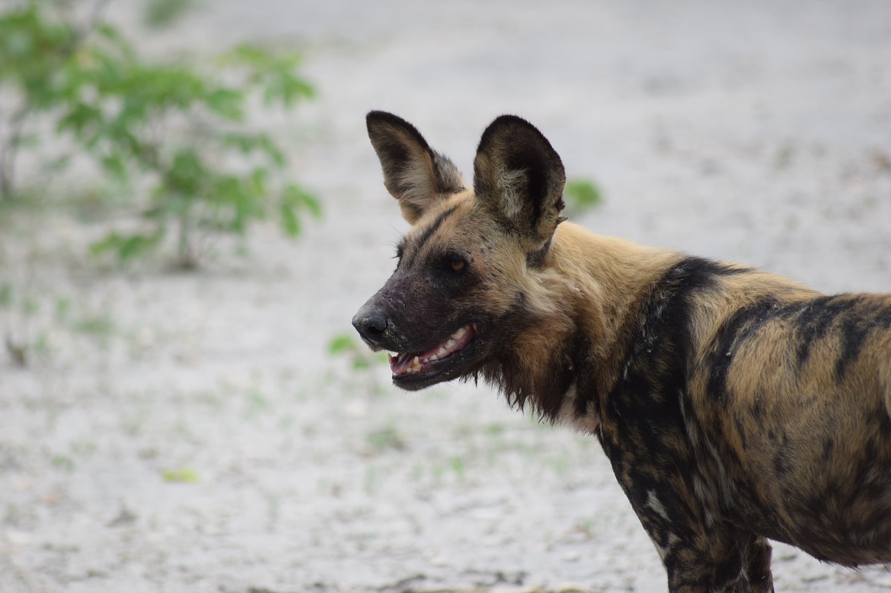 Laukinis Šuo, African Wild Dog, Šuo, Afrika, Botsvana, Safari, Laukinė Gamta, Nemokamos Nuotraukos,  Nemokama Licenzija