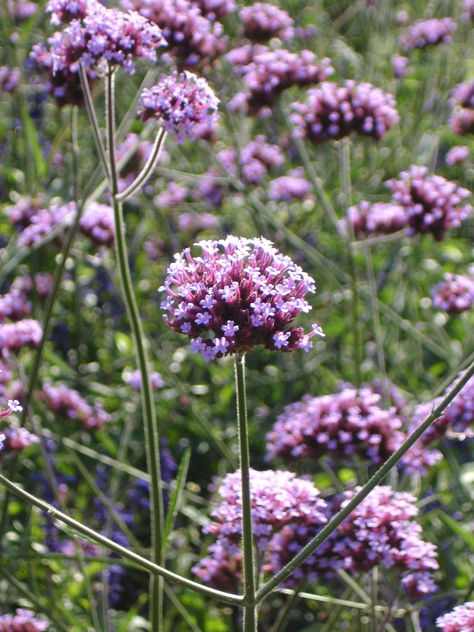 Laukinis Dost, Dost, Gėlė, Žiedas, Žydėti, Aštraus Gėlė, Žydėti, Flora, Laukinė Gėlė, Nemokamos Nuotraukos