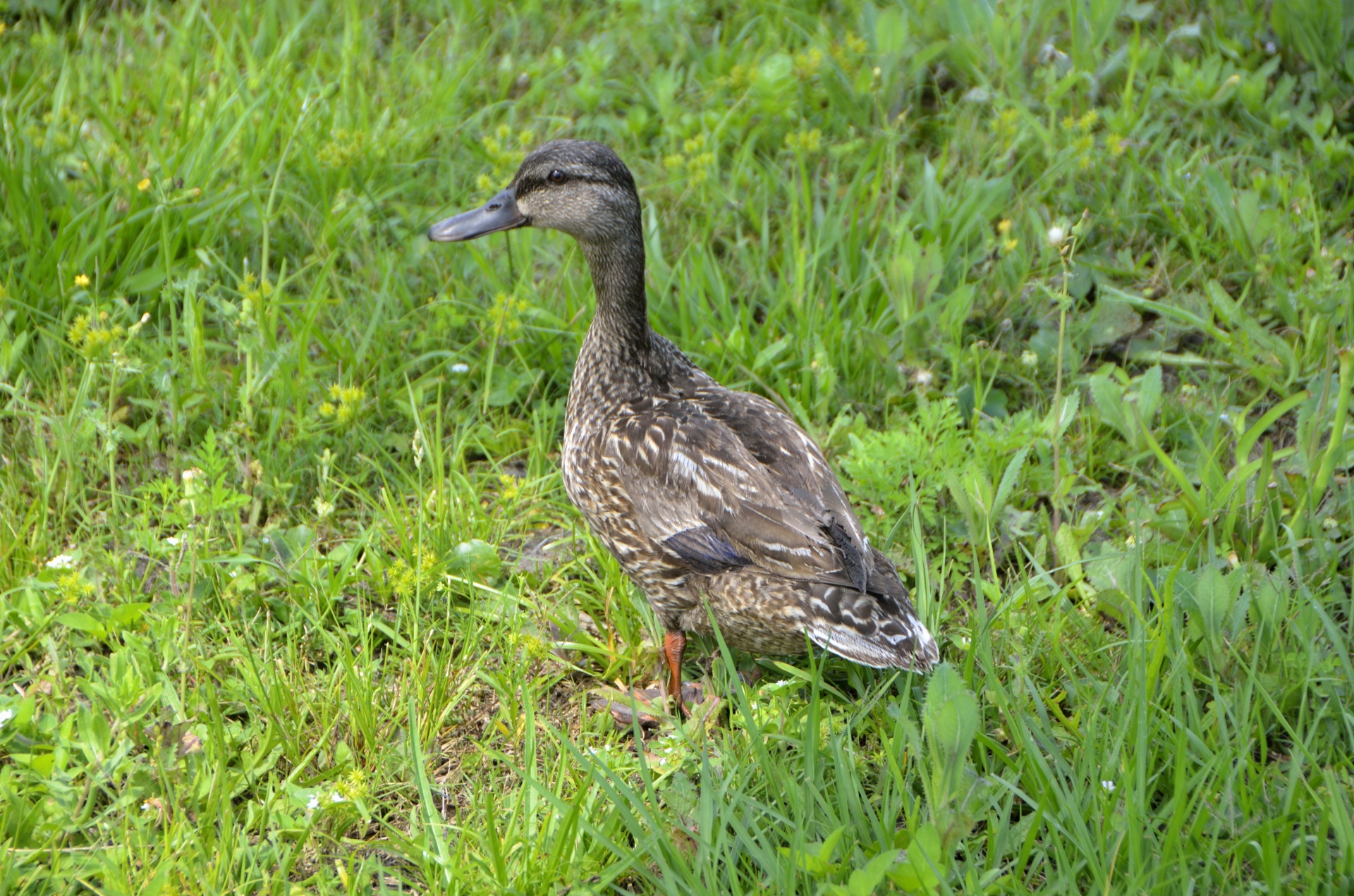 Vandens,  Sąskaitą,  Paukščiai,  Kačiukai,  Narai,  Drakes,  Antis,  Ančiukas,  Pėdos,  Skraidantis