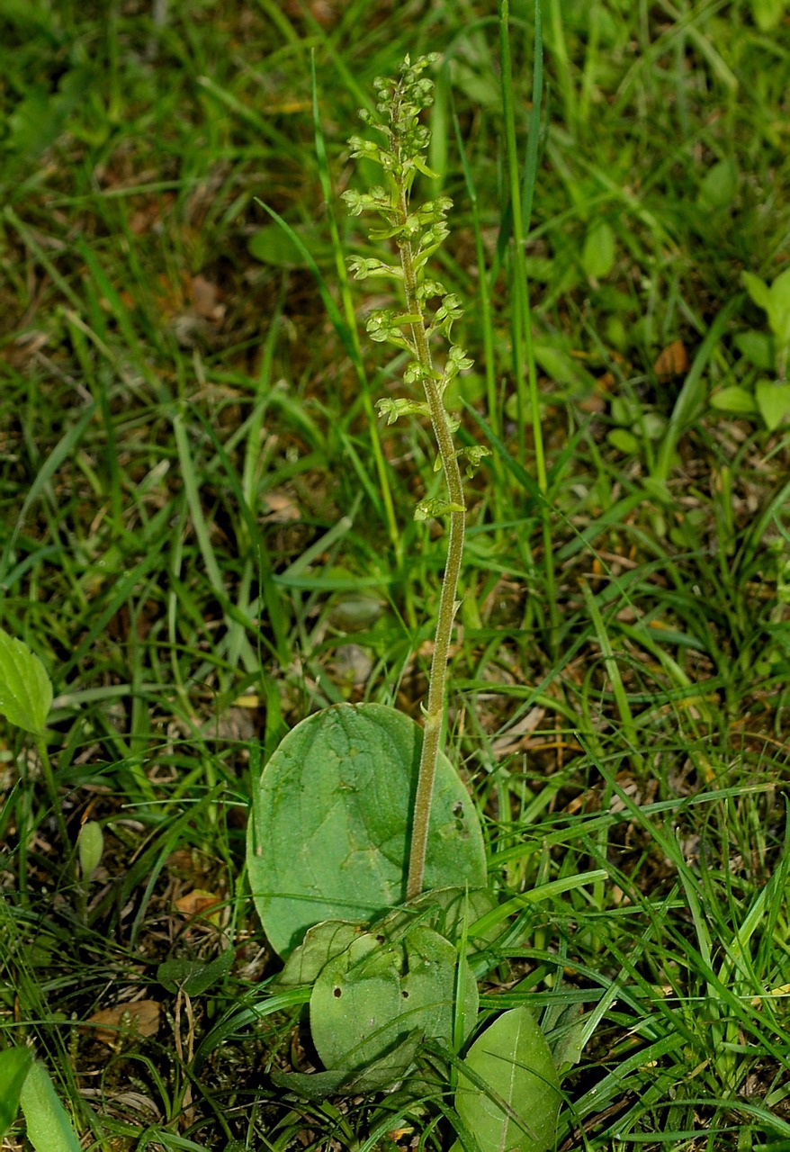 Laukinė Europinė Orchidėja, Listera Ovata, Orchidėja, Laukinė Orchidėja, Gamta, Gėlė, Žiedas, Žydėti, Nemokamos Nuotraukos,  Nemokama Licenzija