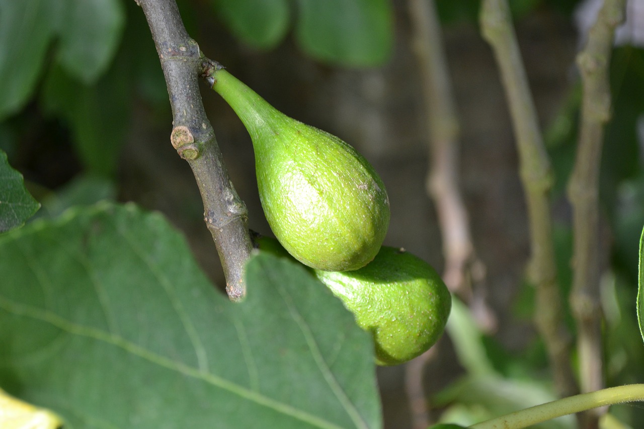 Laukinis Figas, Bendra Figūra, Ficus Carica, Jauni Vaisiai, Žalias, Iš Arti, Adomas Ir Vakaras, Edeno Sodas, Figų Lapas, Medis