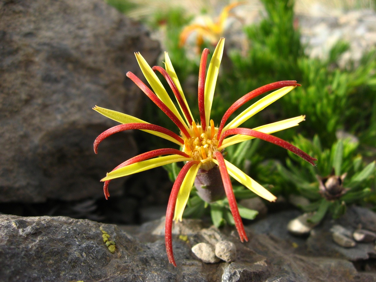 Laukinė Flora, Gimtoji Gėlė, Lircay, Mutisia Linearifolia, Gvazdikų Laukas, Nemokamos Nuotraukos,  Nemokama Licenzija