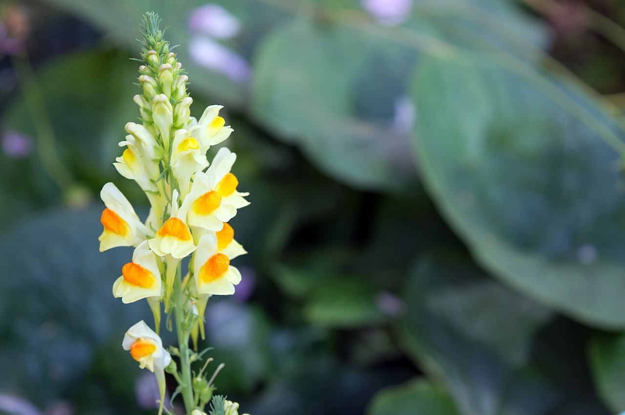 Laukinė Gėlė, Linaria Vulgaris, Geltona Gėlė, Gėlė, Vasara, Pieva, Sodo Gėlė, Vasaros Gėlės, Geltona, Linaria