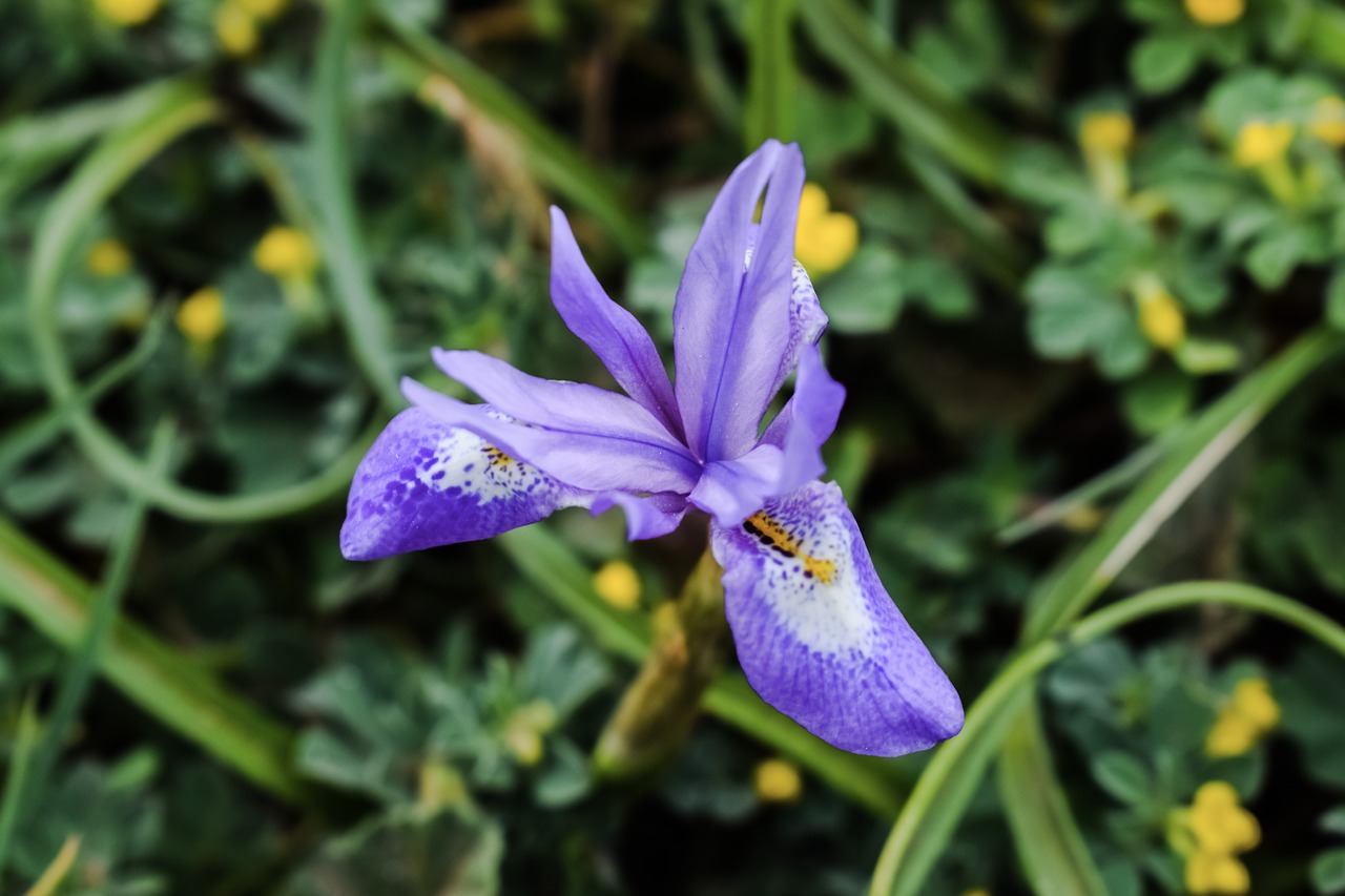 Laukinė Gėlė, Violetinė, Spalvinga, Augalas, Pavasaris, Gamta, Pieva, Žiedas, Žydi, Flora