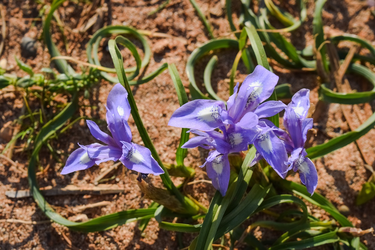 Laukinė Gėlė, Violetinė, Spalvinga, Augalas, Pavasaris, Gamta, Pieva, Žiedas, Žydi, Flora