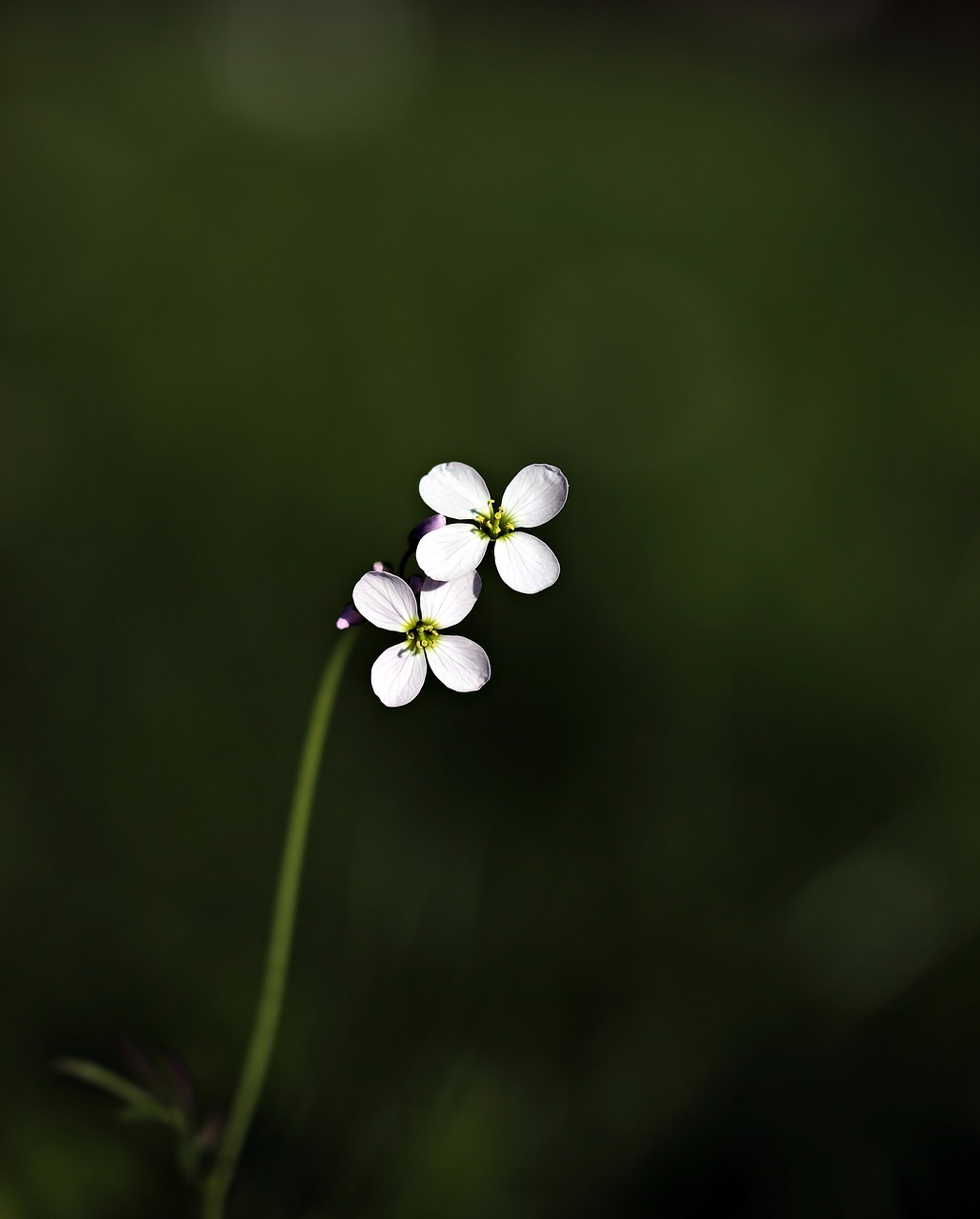 Laukinė Gėlė, Aštraus Gėlė, Gėlė, Gamta, Balta, Violetinė, Pavasaris, Augalas, Vasara, Pieva