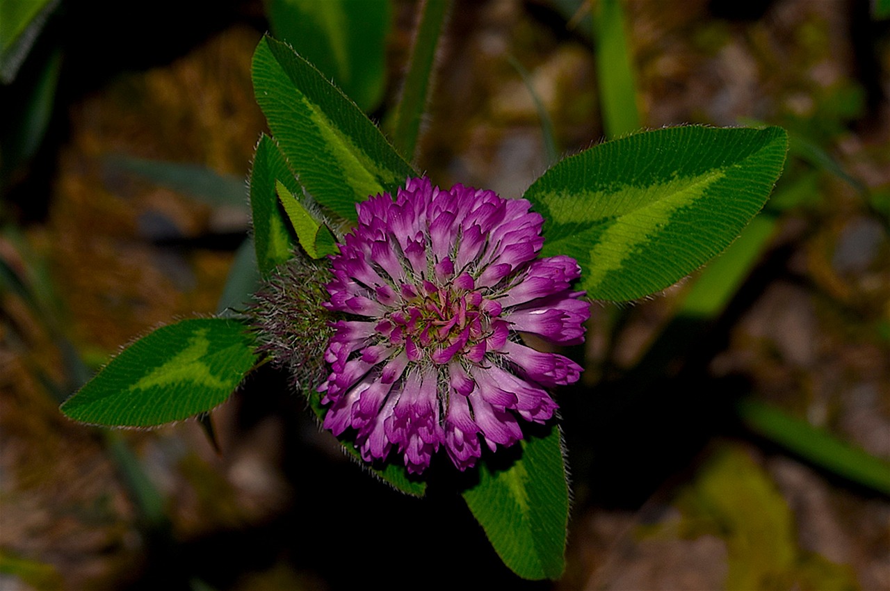 Laukinė Gėlė, Violetinė, Augalas, Laukiniai, Gėlė, Gamta, Pavasaris, Žalias, Sodas, Flora