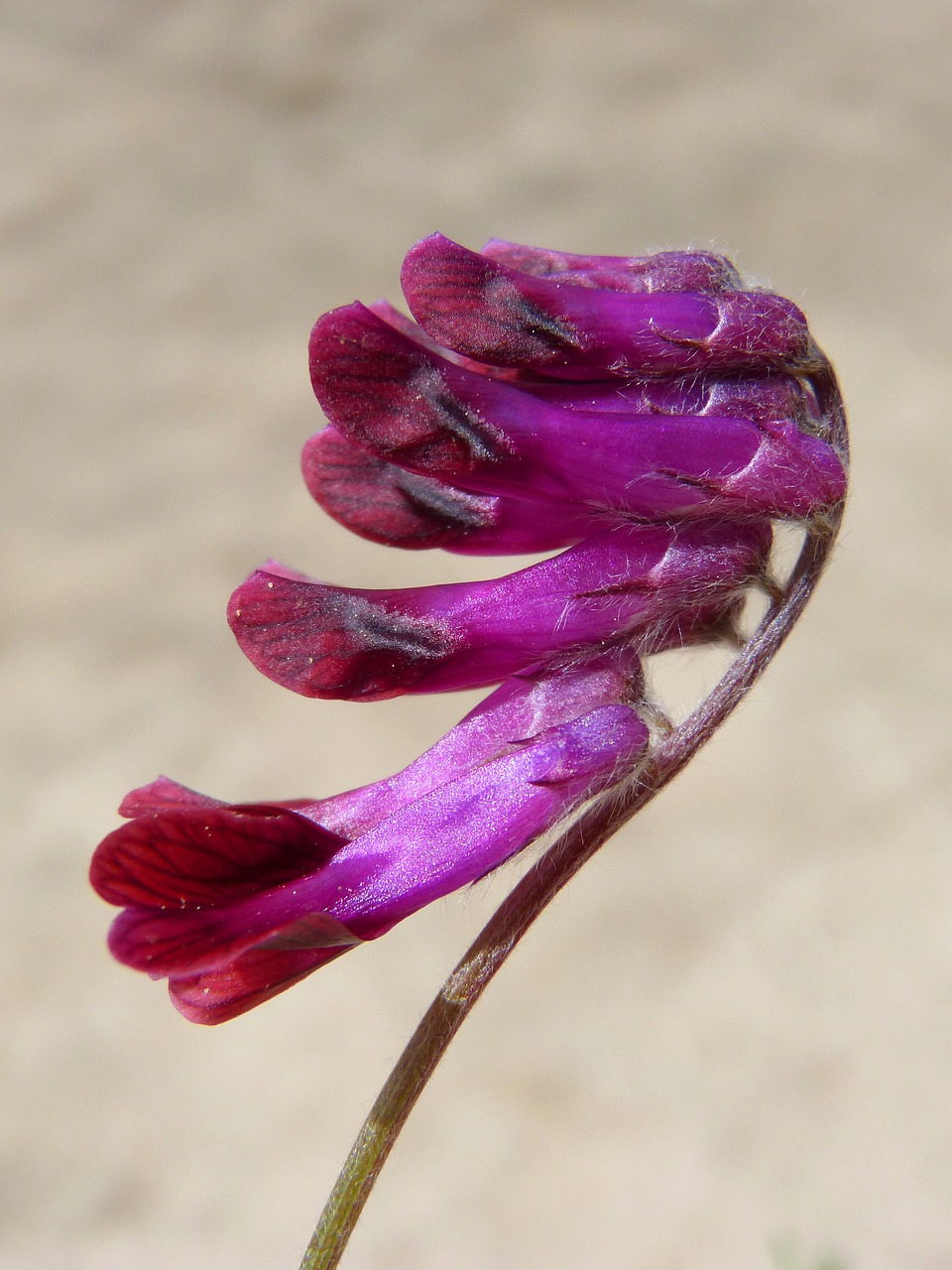 Laukinių Gėlių,  Violetinė Gėlė,  Pobūdį,  Gėlė,  Augalų,  Lauke, Nemokamos Nuotraukos,  Nemokama Licenzija