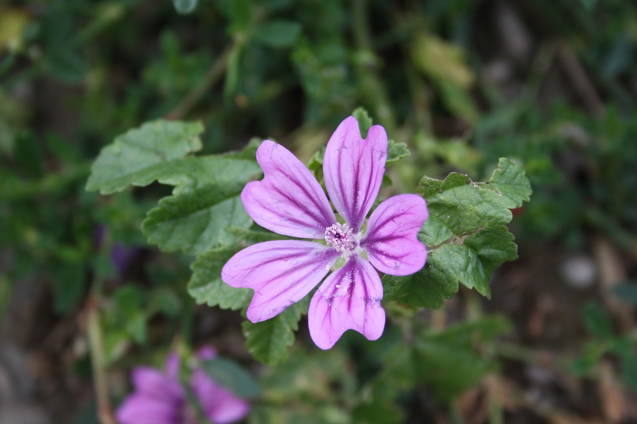 Laukinė Gėlė, Gėlės, Žiedas, Žydėti, Violetinė, Flora, Gamta, Augalas, Nemokamos Nuotraukos,  Nemokama Licenzija