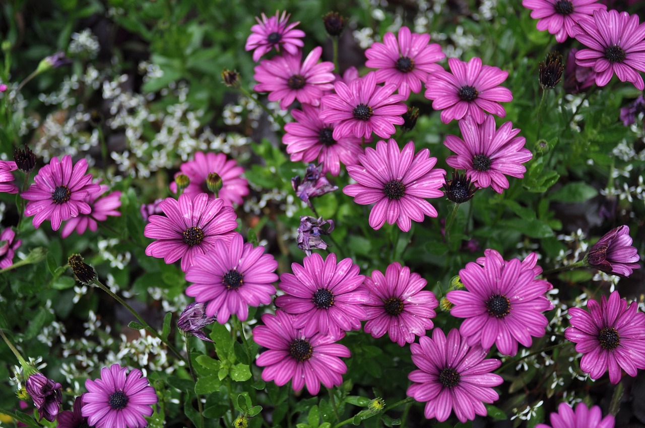 Laukinė Gėlė,  Daisy,  Pavasaris, Nemokamos Nuotraukos,  Nemokama Licenzija