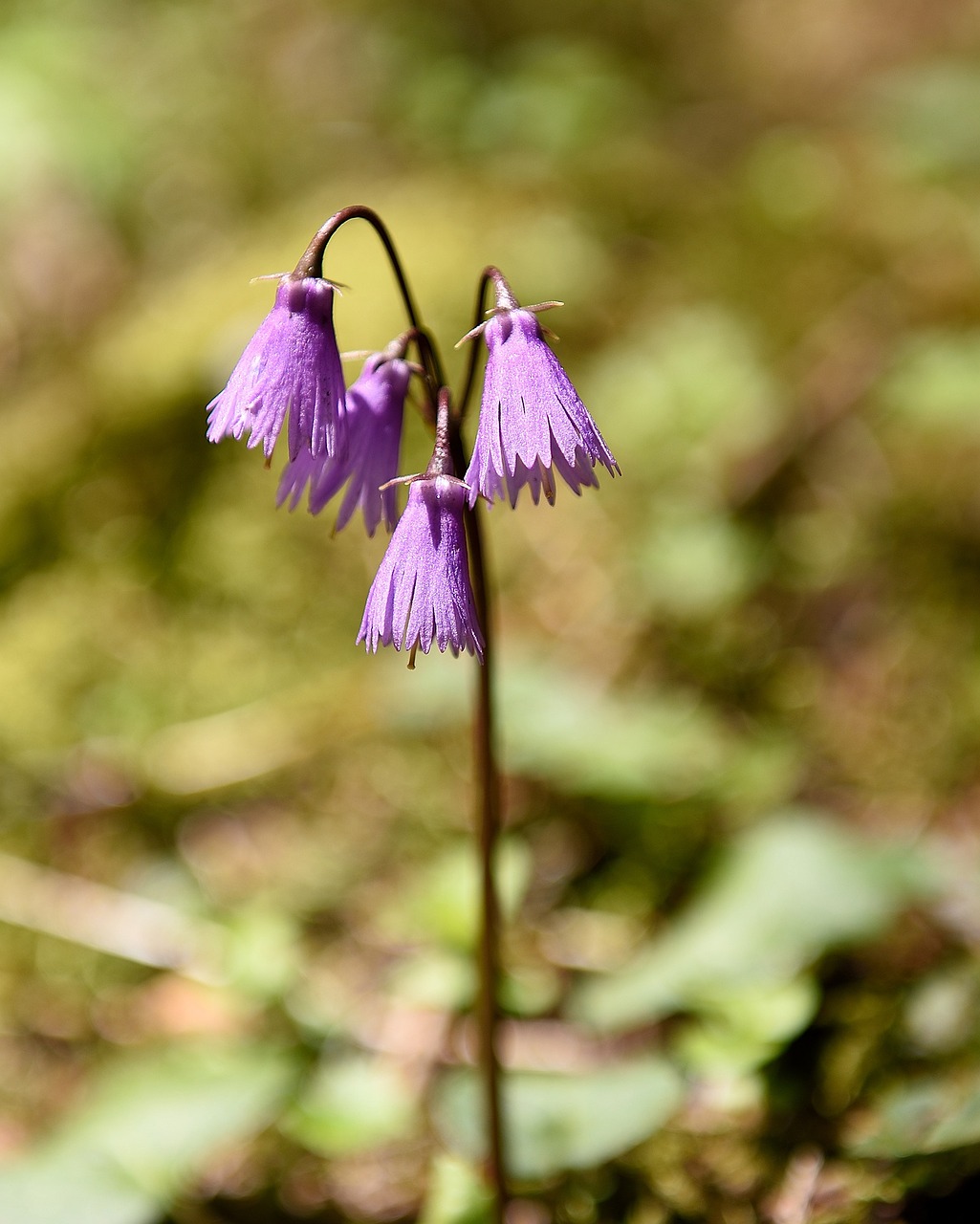 Laukinė Gėlė,  Miško Gėlė,  Varpelė,  Violetinė,  Gamta,  Uždaryti, Nemokamos Nuotraukos,  Nemokama Licenzija