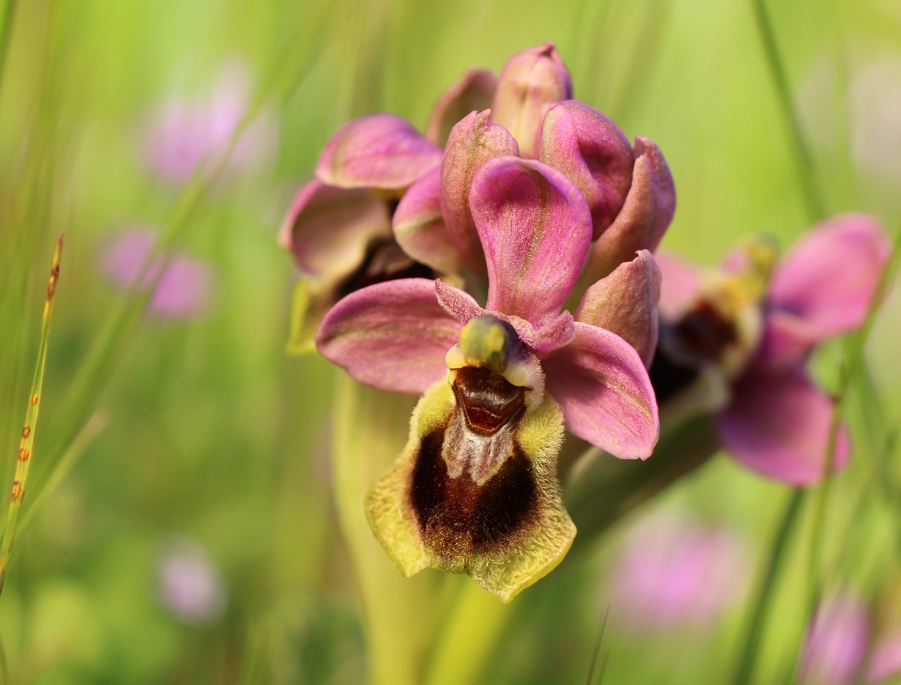 Laukinė Gėlė, Orchidėja, Gamta, Nemokamos Nuotraukos,  Nemokama Licenzija