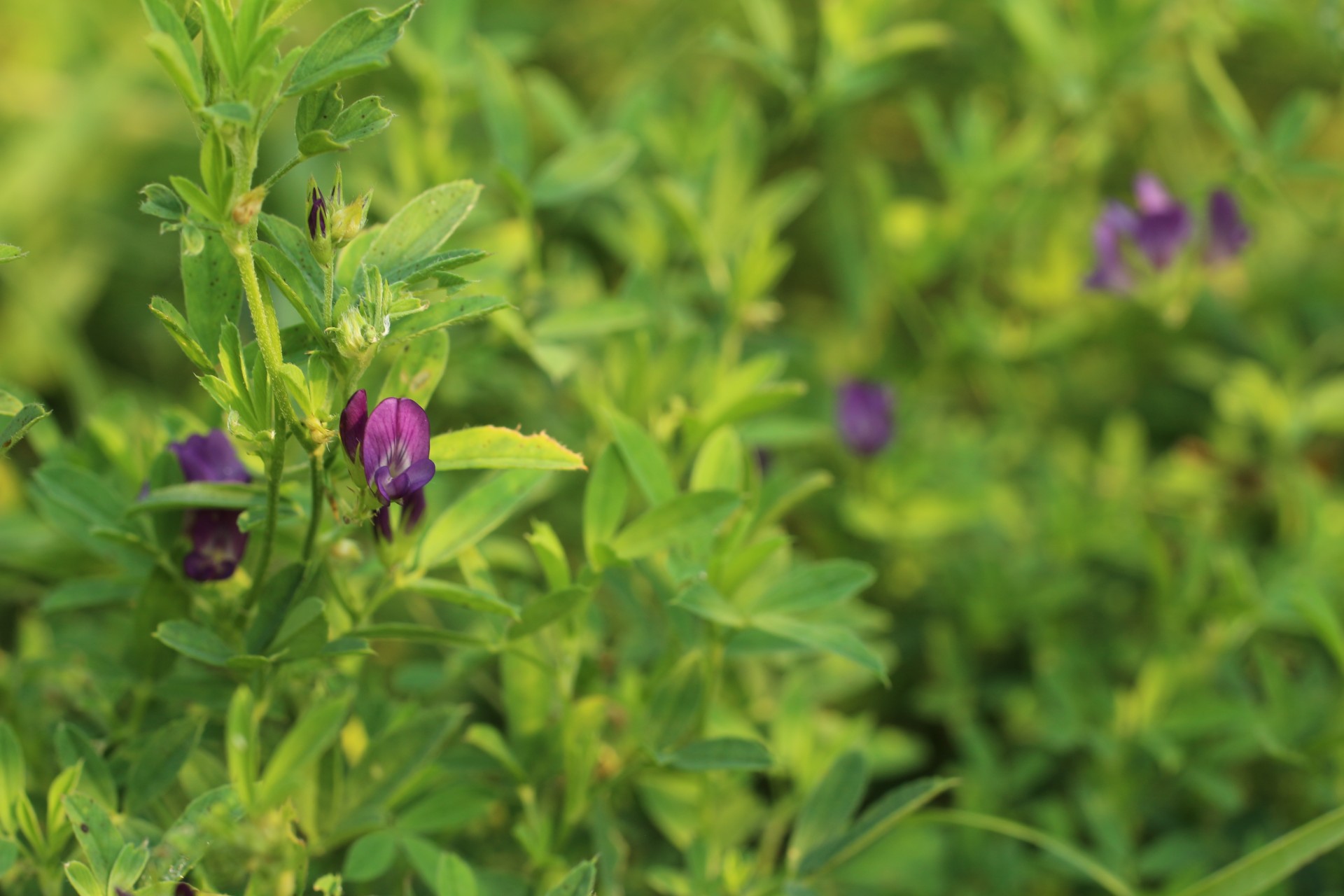 Laukiniai,  Gėlė,  Violetinė,  Laukiniai Gėlių Violetinės Spalvos, Nemokamos Nuotraukos,  Nemokama Licenzija