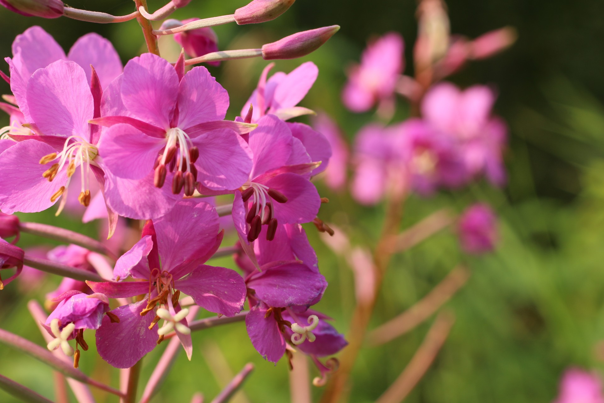 Laukiniai,  Gėlė,  Violetinė,  Violetinė,  Laukinė Gėlė Purpurinė Violetinė, Nemokamos Nuotraukos,  Nemokama Licenzija