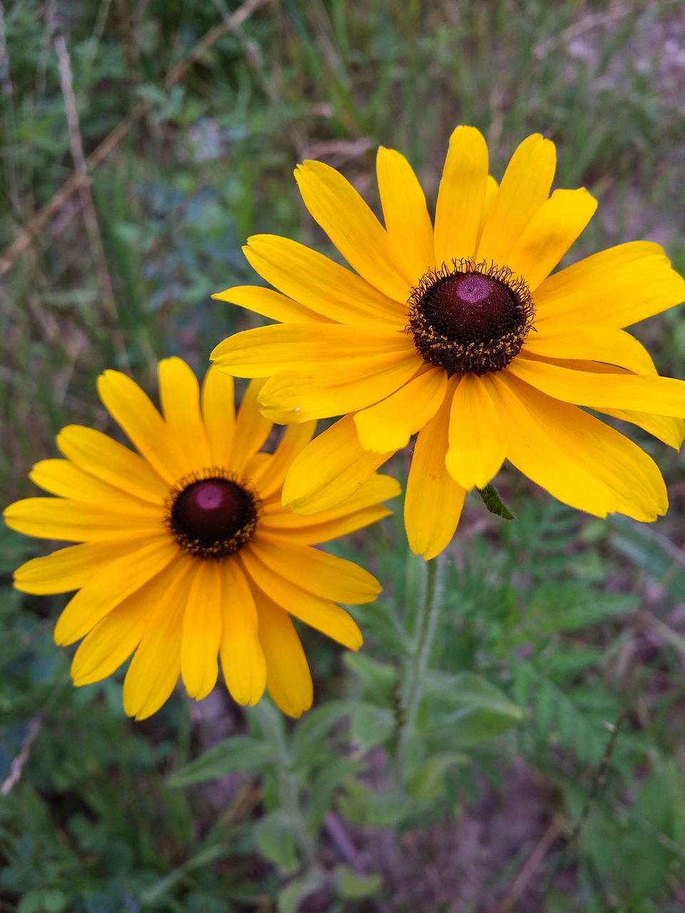 Laukinės Gėlės, Daisy, Geltona Gėlė, Gamta, Vasara, Nemokamos Nuotraukos,  Nemokama Licenzija