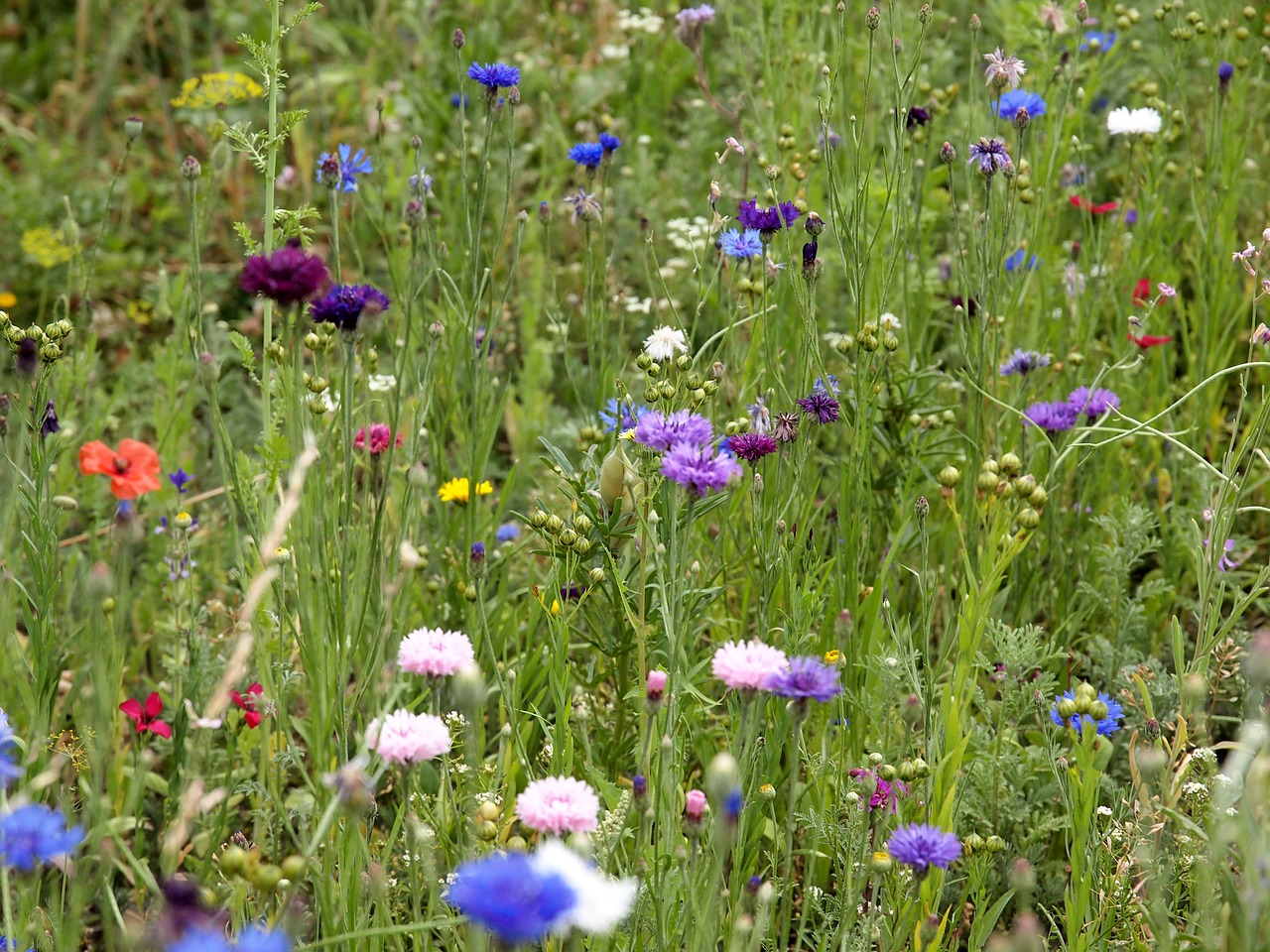 Laukinių Gėlių,  Meadow,  Pobūdį,  Floros,  Žiedas,  Žydi,  Vasara,  Gėlių Pieva,  Smailu Gėlių,  Polne