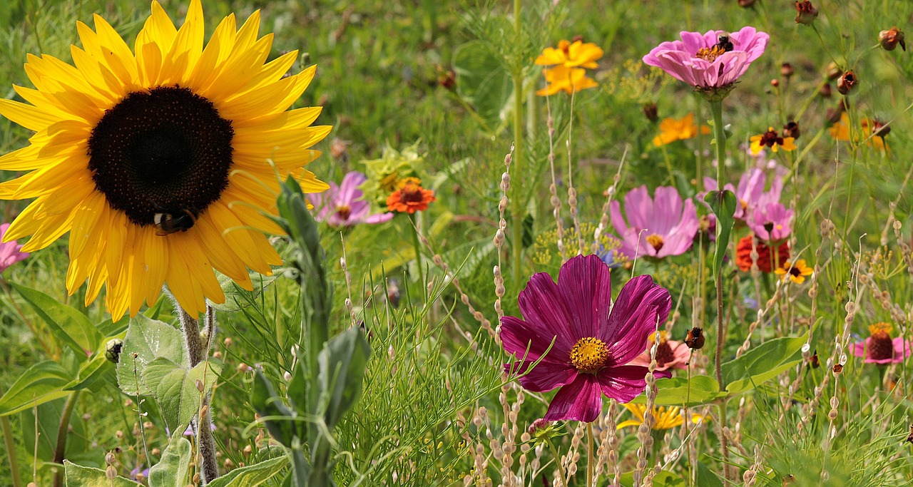 Laukinių Gėlių,  Meadow,  Pobūdį,  Vasara,  Gėlės,  Žydi,  Smailu Gėlių,  Floros,  Žolė,  Geltona