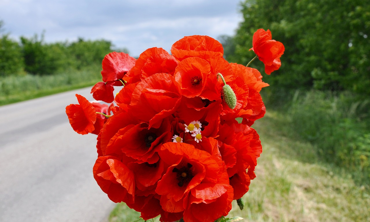 Laukinės Gėlės, Gėlių Puokštė, Raudona Aguona, Nemokamos Nuotraukos,  Nemokama Licenzija