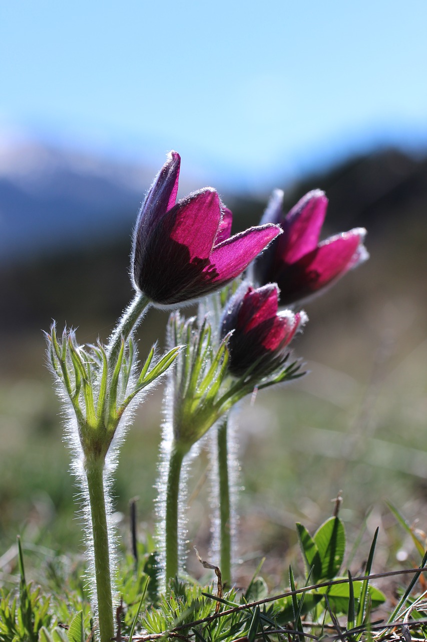 Laukinės Gėlės, Kalnas, Anemonis, Violetinė, Nemokamos Nuotraukos,  Nemokama Licenzija