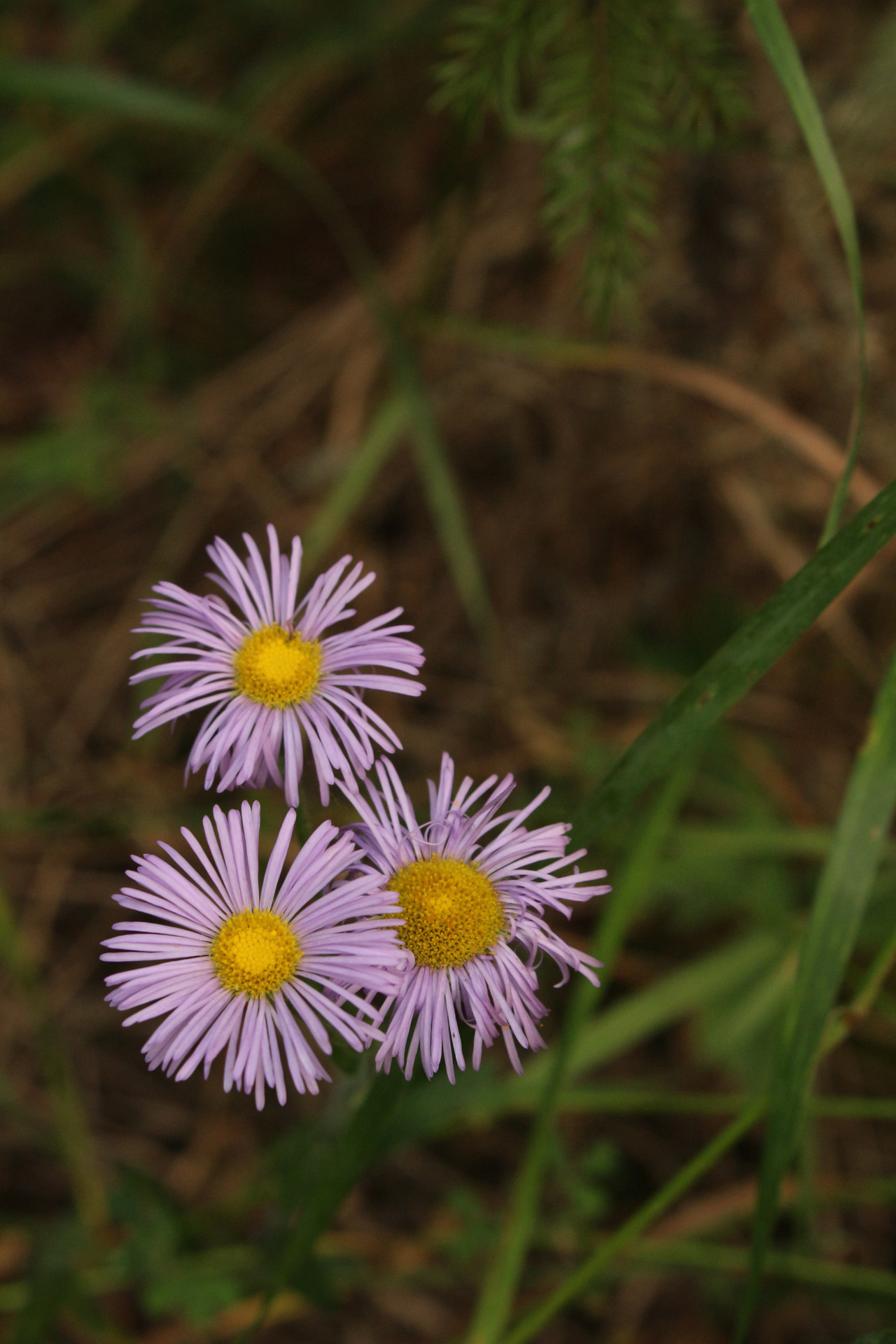 Laukiniai,  Gėlės,  Violetinė,  Laukinės Gėlės Violetinė, Nemokamos Nuotraukos,  Nemokama Licenzija