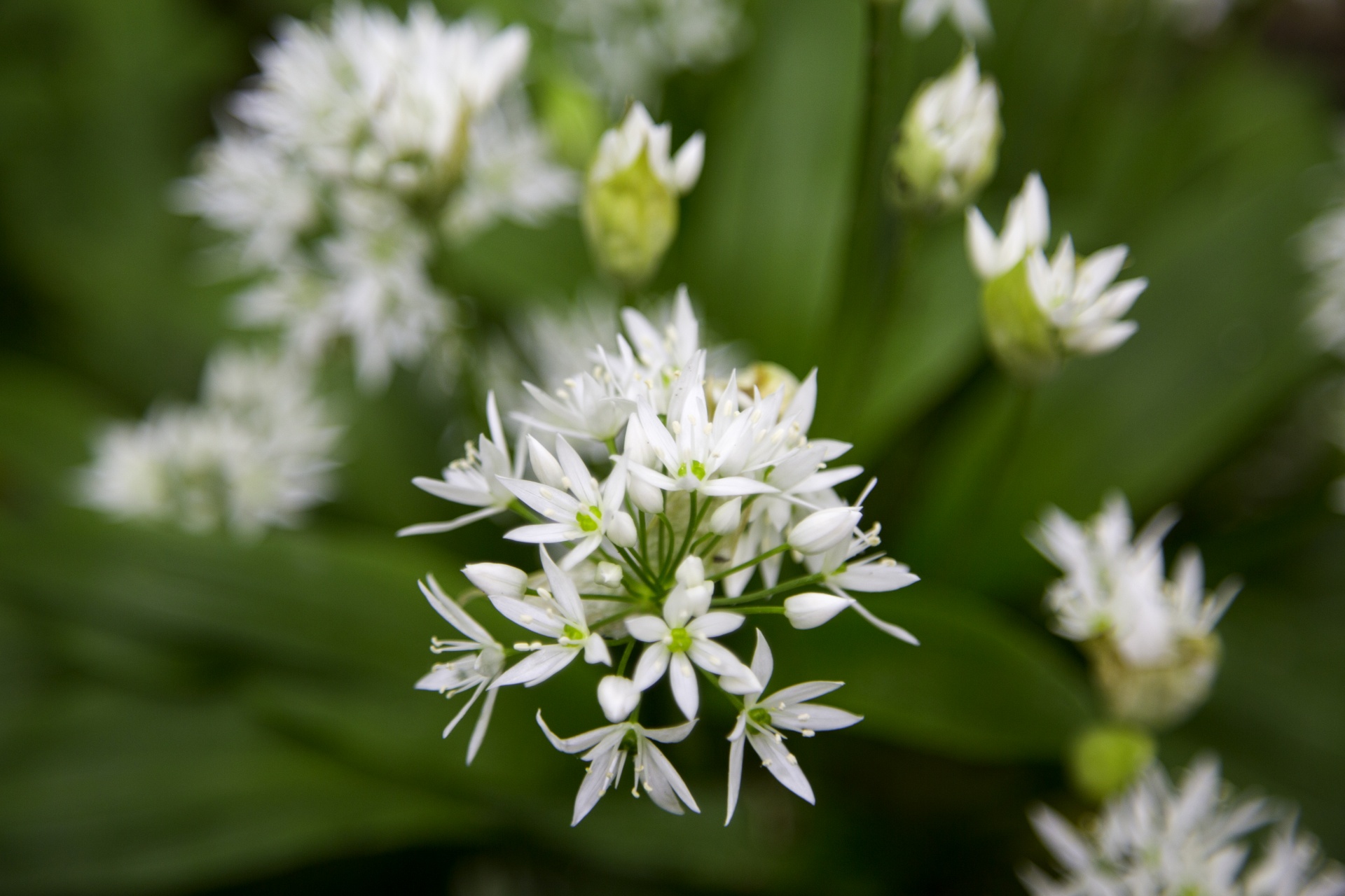 Česnakai,  Laukiniai,  Allium,  Ursinum,  Miškas,  Lova,  Medis,  Žydi,  Natūralus,  Daug