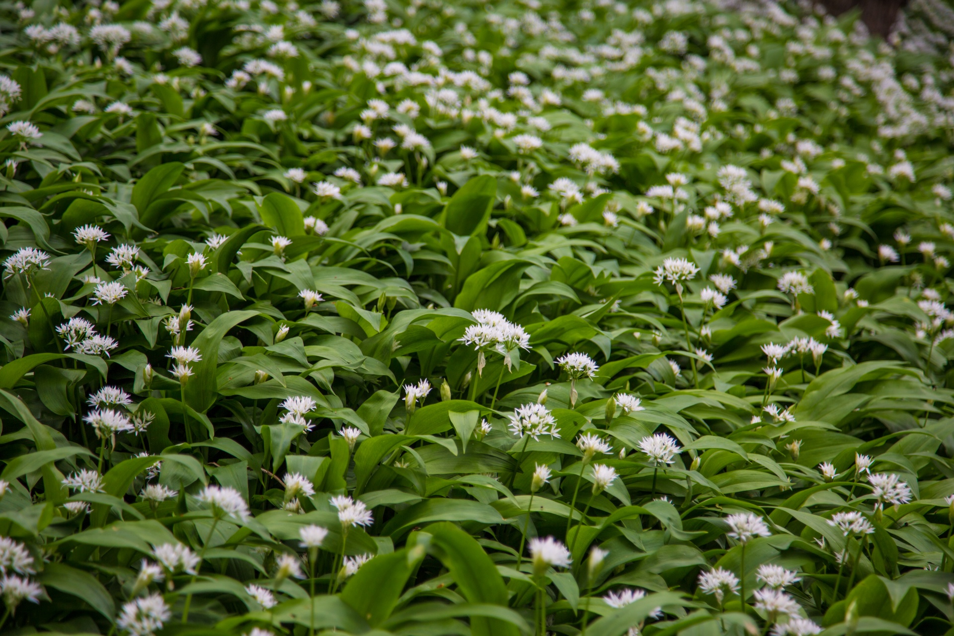 Česnakai,  Laukiniai,  Allium,  Ursinum,  Miškas,  Lova,  Medis,  Žydi,  Natūralus,  Daug