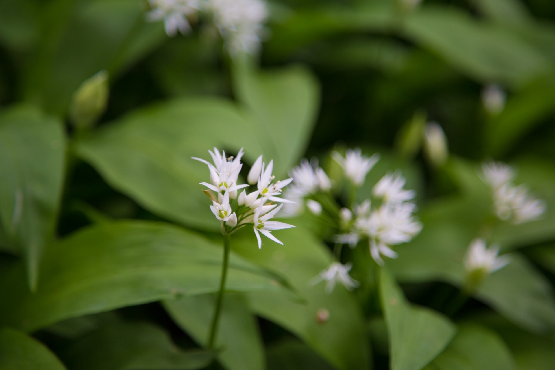 Česnakai,  Laukiniai,  Allium,  Ursinum,  Miškas,  Lova,  Medis,  Žydi,  Natūralus,  Daug